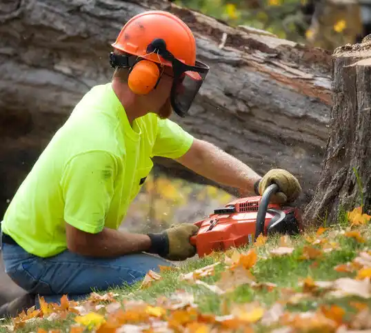 tree services Eddyville